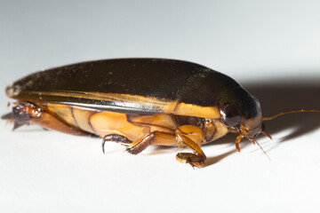 Dytiscidae – are the predaceous diving beetles, a family water beetles. Cybister lateralimarginalis-male.