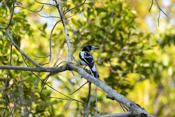 A Cracticus cassicus, also known as Hooded butcherbird, carefully observes the surroundings,...