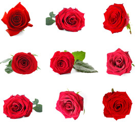 Set of many red roses isolated on white