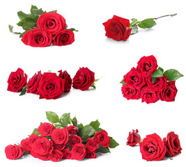 Set of many beautiful red roses isolated on white