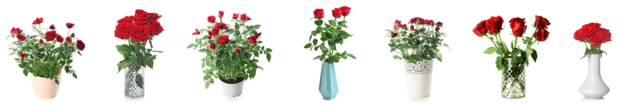 Set of many red roses isolated on white