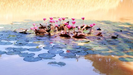 Lotus flower on water. Indonesia landscape