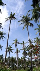 coconut trees on a sunny day 