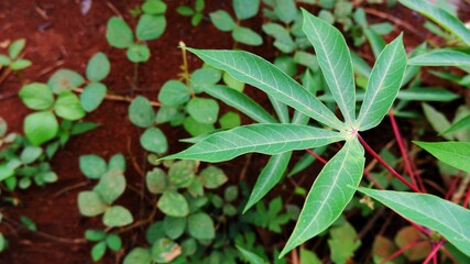 Close up of green cassava leaves in the garden. Cassava leaves are a rich source of protein, minerals, and vitamins 