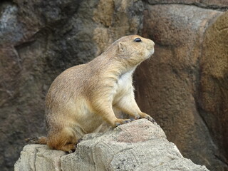 Obraz premium 프레리도그 prairie dog