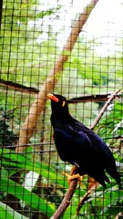 Gracula religiosa or myna bird, commonly seen in aviculture, member of starling family Sturnidae, hill regions of South Asia and Southeast Asia