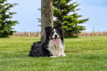 One border collie black and white dog on green grass
