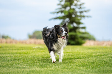 Naklejka na ściany i meble One border collie black and white dog on green grass, blue sky and spruce tree in background