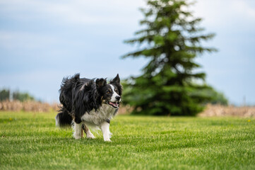 One border collie black and white dog on green grass, blue sky and spruce tree in background