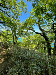 竜ヶ岳から見る富士山