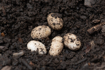 chameleon eggs in a nest ,wild nature, forest, garden, park. © showcake