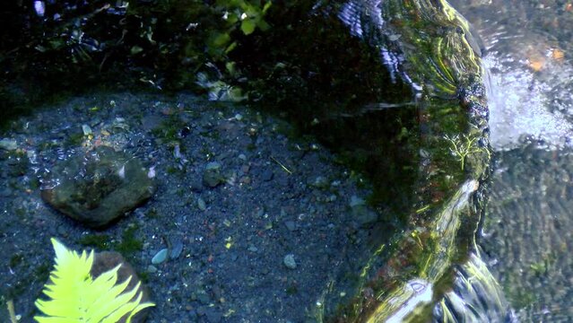 水の豊かな日本、富士山からの湧水、