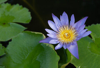 Bright purple water lily in a pond,Purple lotus