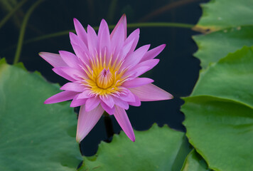 Bright purple water lily in a pond,Purple lotus