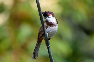 Red-whiskered bulbul (Pycnonotus jocosus), or crested bulbul observed in Munnar in Kerala, India