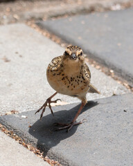 Nilgiri pipit (Anthus nilghiriensis) observed in Munnar in Kerala, India