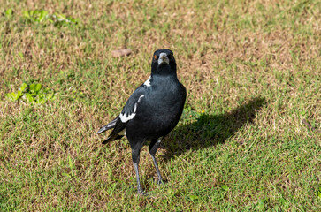 Australian Magpie (Gymnorhina tibicen)