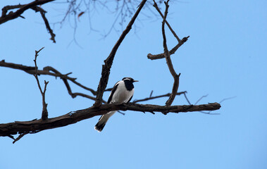 Australian Magpie-Lark (Grallina cyanoleuca)
