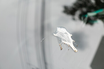 Bird droppings splash on car glass surface