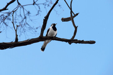 Australian Magpie-Lark (Grallina cyanoleuca)