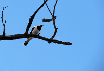 Australian Magpie-Lark (Grallina cyanoleuca)