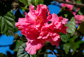 Housefly on a flower i