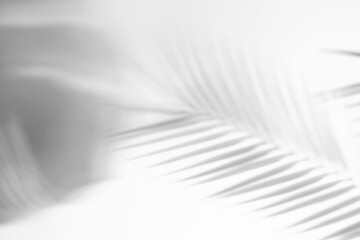 Shadow from tropical palm leaves on white background, summer concept.
