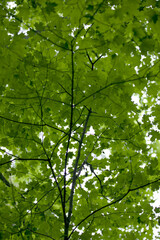 Fototapeta premium Veins of trees