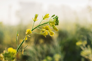 Winter morning - dew drops on mustard plants and sun rising in the background. Rural Indian stock image.