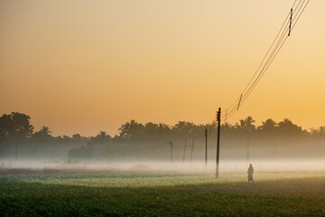 Winter morning - white fog over a green agriculture field with out of frame sun rising in the...