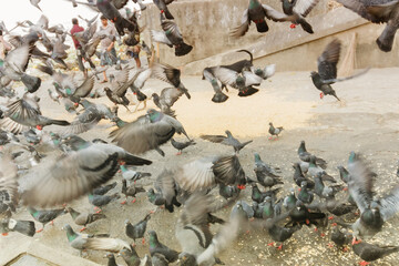 Fototapeta premium Pigeons flying at Mallik Ghat or Jagannath ghat flower market in Kolkata , on 13.02.16. It is one of Biggest flower markets in Asia.