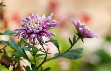 Obraz premium Chrysanthemums, often called mums or chrysanths, flowering plants. Beautiful flowers shot at Howrah, West Bengal, India