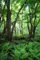 old trees and vines and fern in spring forest