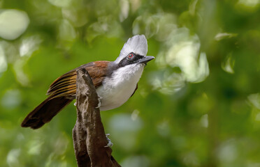 Beautiful White-crested laughingthrush perching on trunk , Thailand