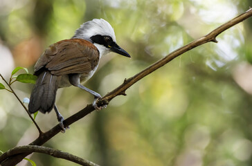 Beautiful White-crested laughingthrush perching on tree branch , Thailand