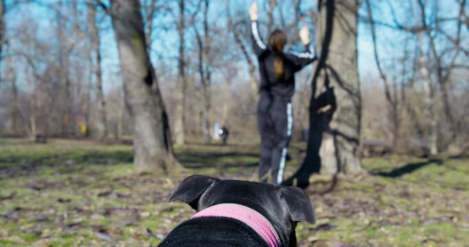 American pit bull terrier is impatiently waiting for owner to fix tug toy hanging on tree, so that dog can jump up and catch it, view from the back of pet, blurred foreground