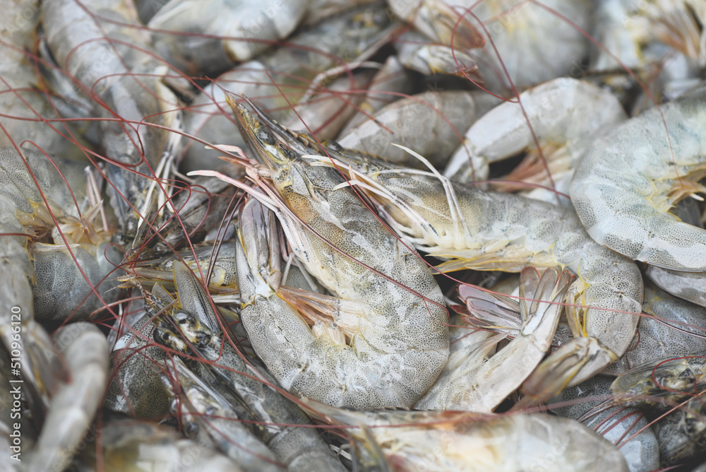 Wall mural raw shrimps on washing shrimp on bowl shrimps background , fresh shrimp prawns for cooking seafood f