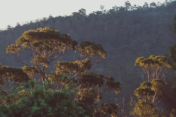 native Australian eucalypus gum tree surrounded by thick bush vegetation with golden light