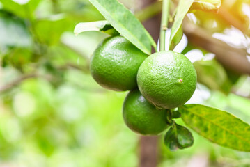 Green limes on a tree, Fresh lime citrus fruit high vitamin C in the garden farm agricultural with nature green blur background at summer