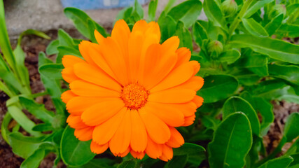 Orange flower of calendula