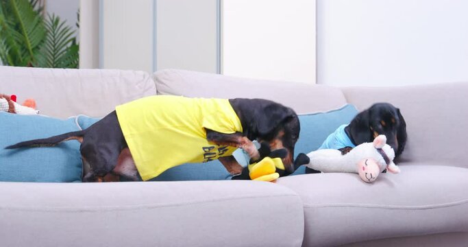 Cute dachshund doggies bite plush toys sitting on couch in living room. Black domestic pets dressed in colorful t-shirts have fun at home
