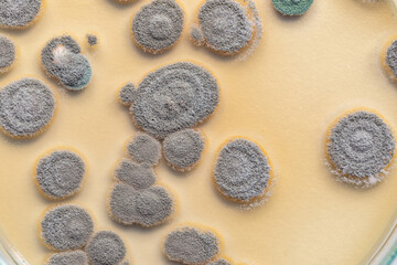 Backgrounds of Characteristics  of Bacteria and Fungi  for education in Microbiology laboratory.