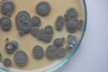 Backgrounds of Characteristics  of Bacteria and Fungi  for education in Microbiology laboratory.