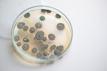 Backgrounds of Characteristics  of Bacteria and Fungi  for education in Microbiology laboratory.