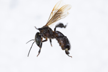Characteristics  of  Honey bee and Stingless bee (Hymenoptera)  for education in laboratory.