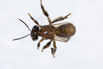 Characteristics  of  Honey bee and Stingless bee (Hymenoptera)  for education in laboratory.