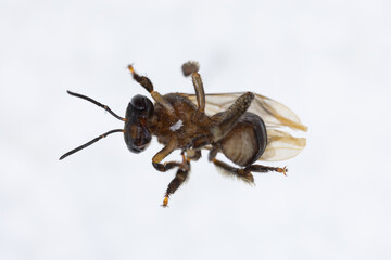 Characteristics  of  Honey bee and Stingless bee (Hymenoptera)  for education in laboratory.