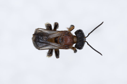 Characteristics  of  Honey bee and Stingless bee (Hymenoptera)  for education in laboratory.