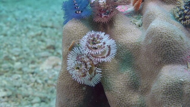 Spirobranchus giganteus. Many multicolored polychaete worms live on coral. They grow like flowers.