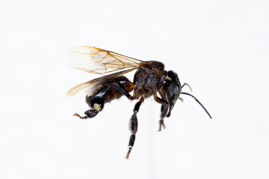 Characteristics  of  Honey bee and Stingless bee (Hymenoptera)  for education in laboratory.